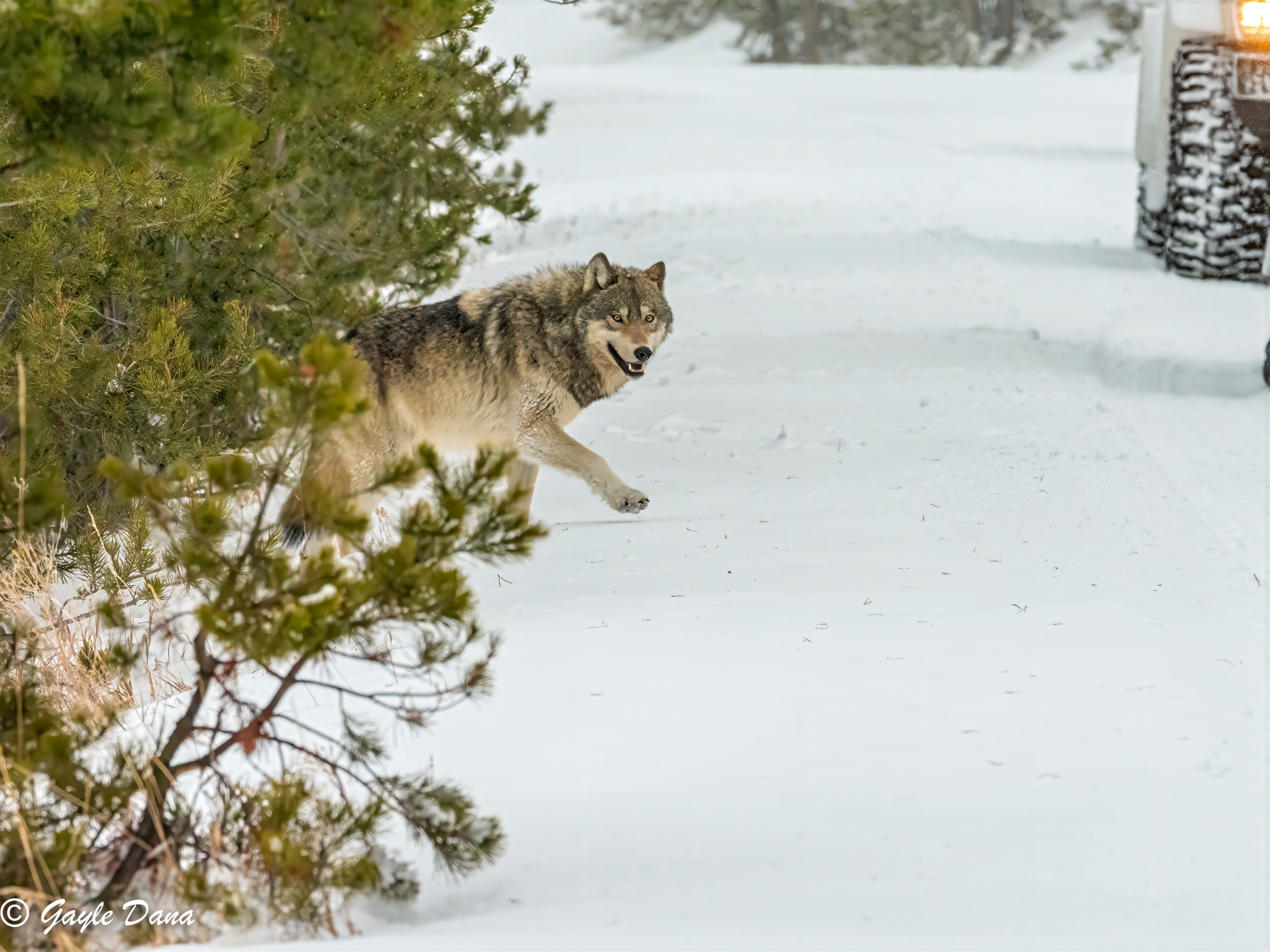 Wolf emerging from forest